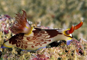  Nembrotha lineolata (Sea Slug)